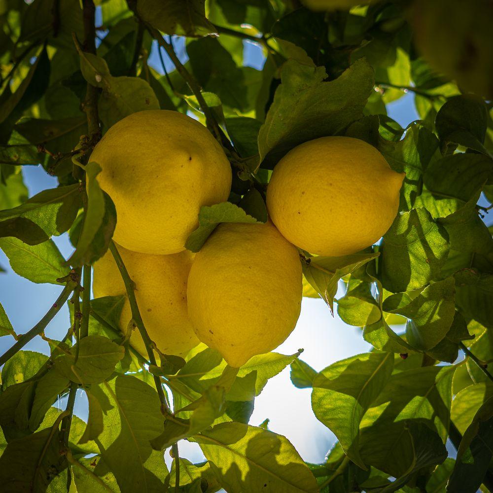 Citrus ripening on the branch