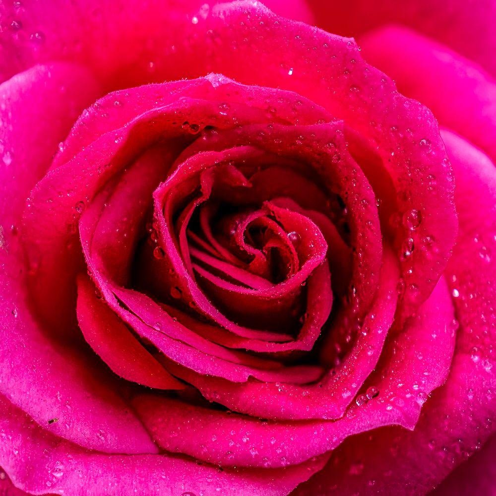 A damask rose heavy with dew