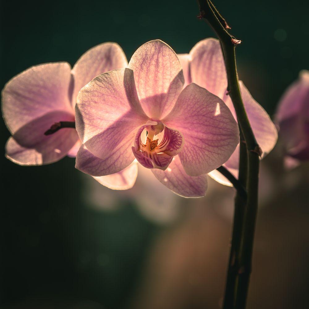 An orchid in bloom, the flower vanilla comes from